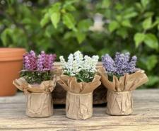 Lavender Pots Small ( 3 Assorted)