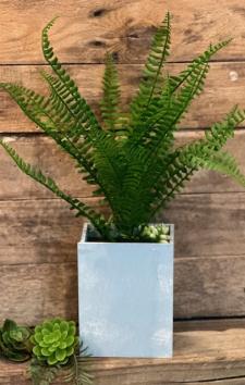 Fern In Blue Box Planter 