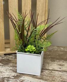 Fern & Succulent Mix In White Metal Planter 
