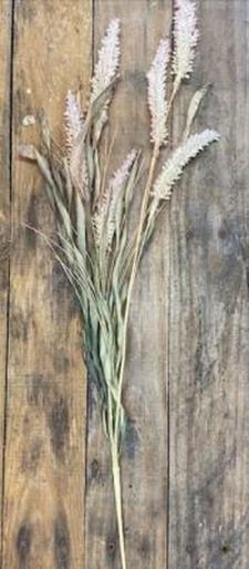 Pink Cogon Grass Pick 