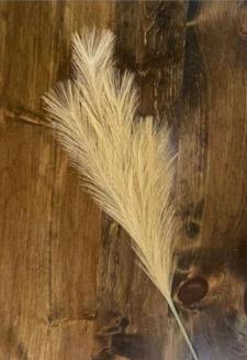 Orange Pampas Grass Feather Pick